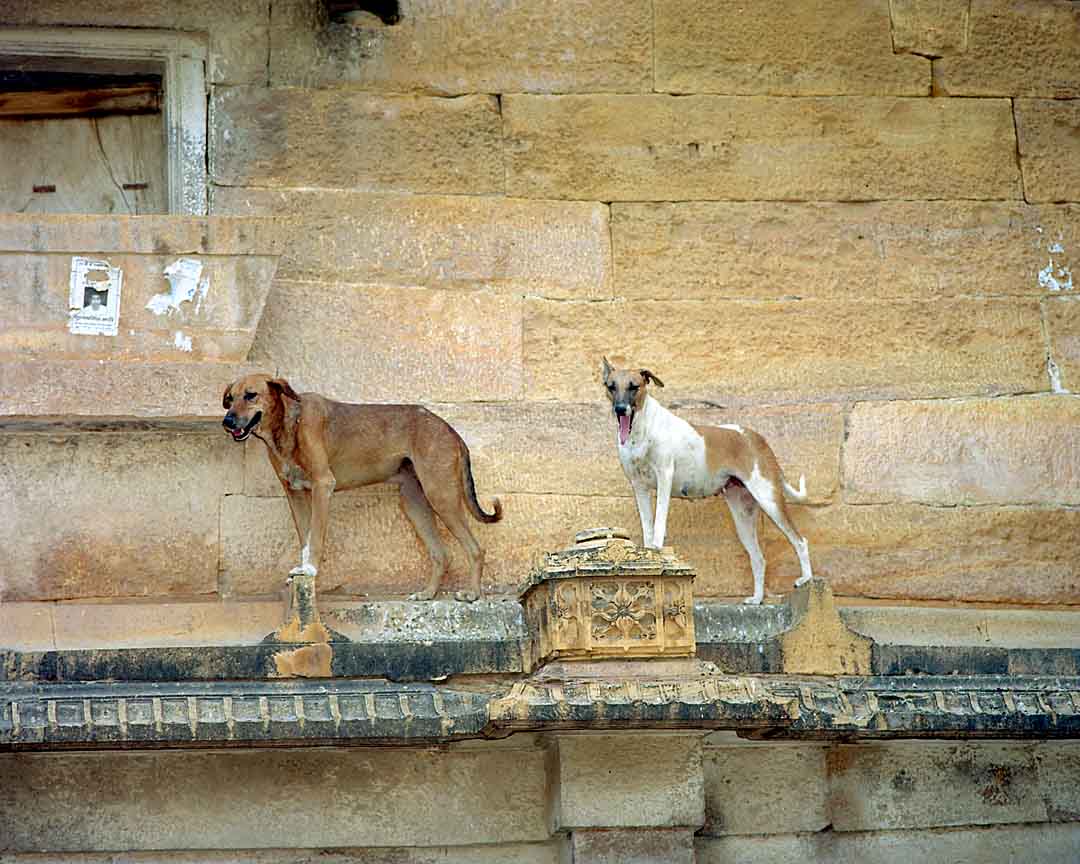 Dogs over Hawa Gate #3, Jaisalmer, India, 2005