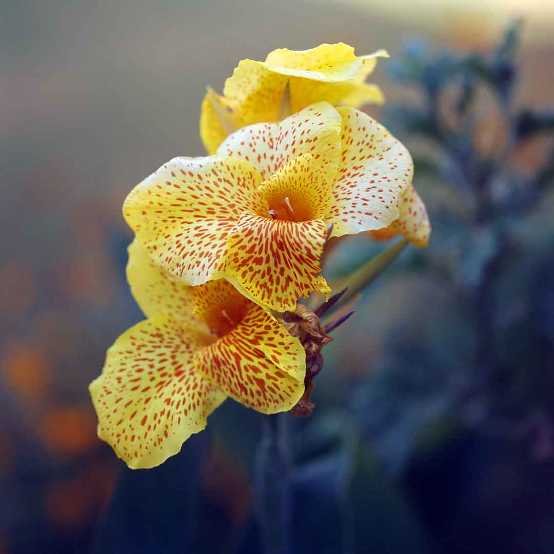 Yellow Flower #1, Ranakpur, India, 2005