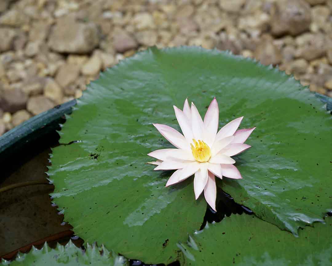Lotus #20, Coconut Lagoon, India, 2005