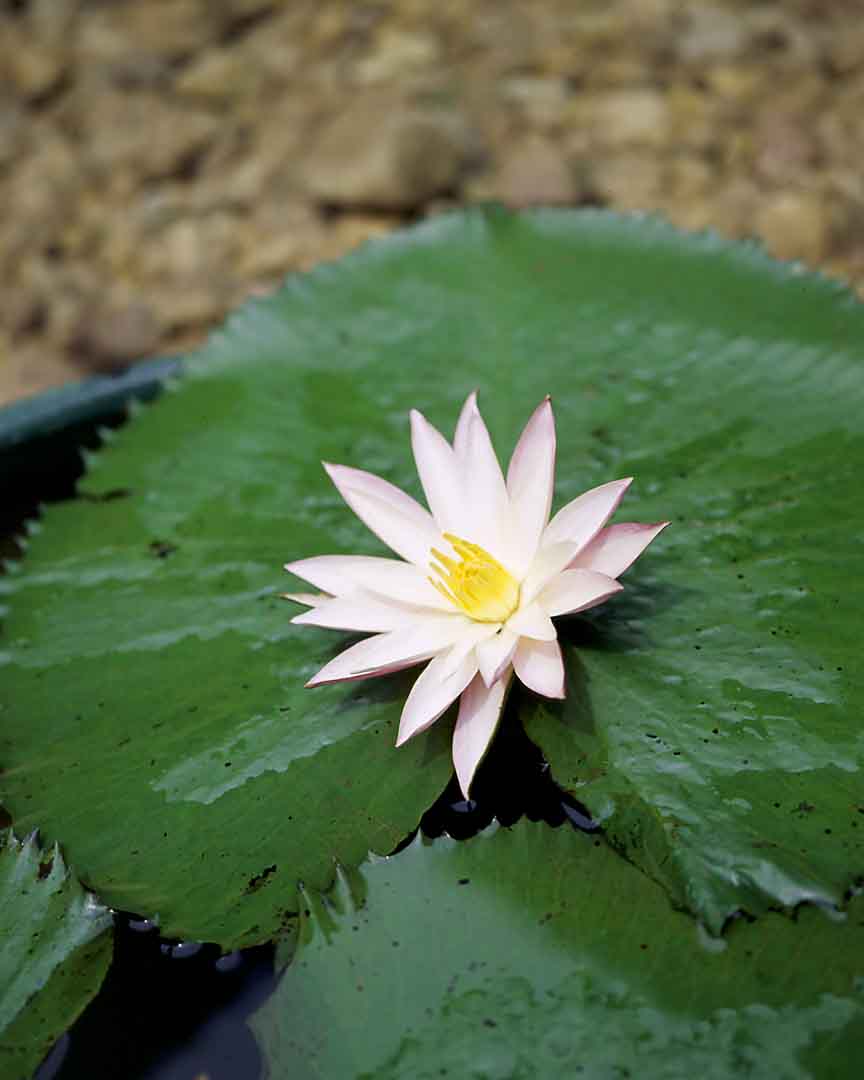 Lotus #21, Coconut Lagoon, India, 2005
