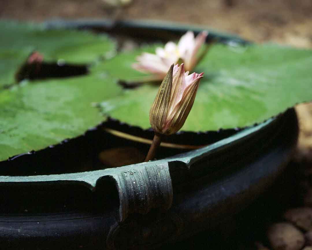 Lotus #22, Coconut Lagoon, India, 2005