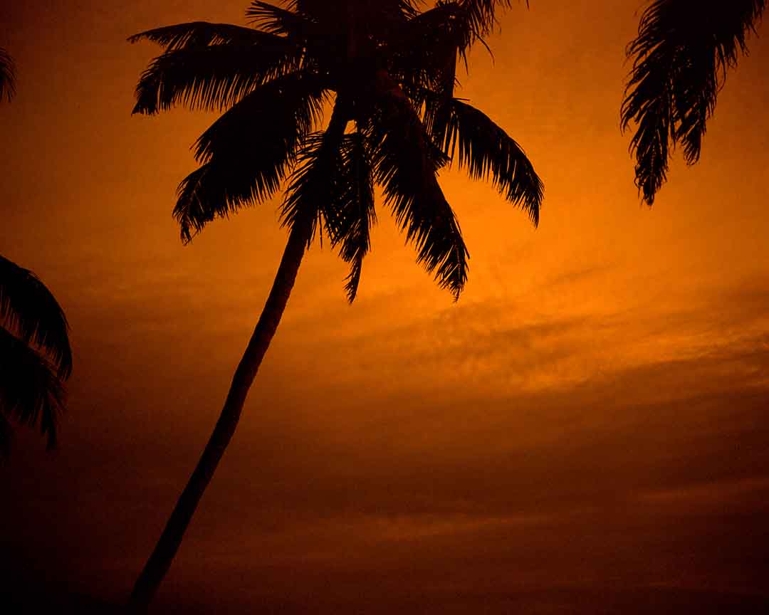 Palms #8, Kumarakom, India, 2005