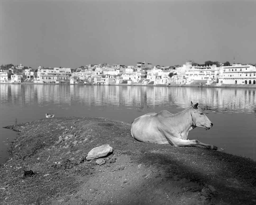 Cow and Lake #5, Pushkar, India, 2005