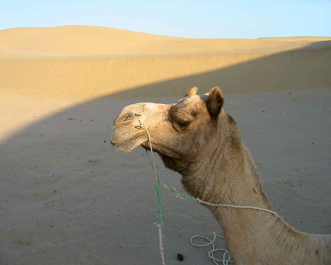 Camel and Dune #3, Khuri, India, 2005