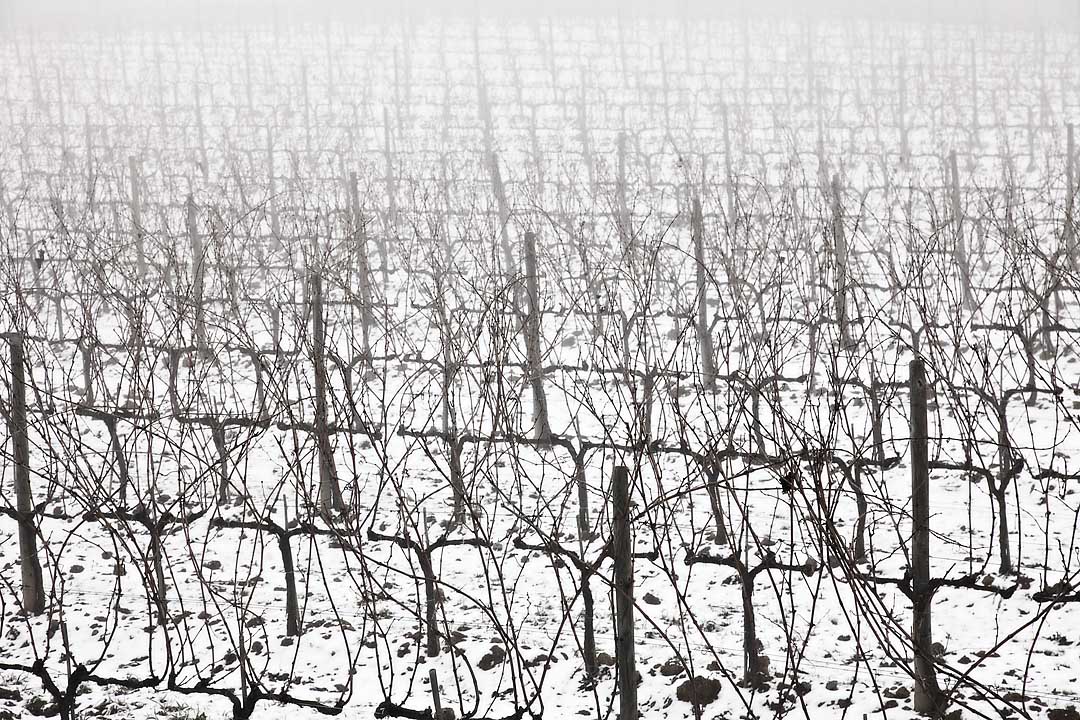 Vineyard in winter #1, Montalcino, Italy, 2008