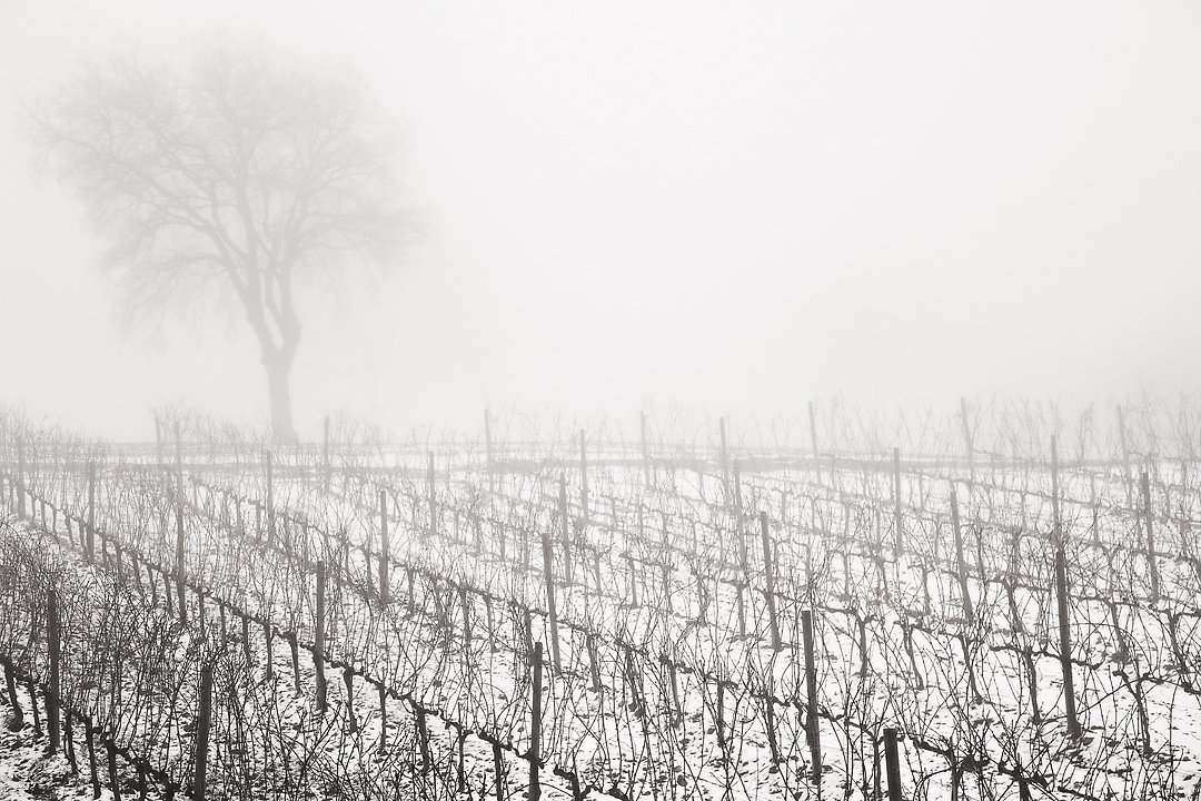 Vineyard in winter #2, Montalcino, Italy, 2008