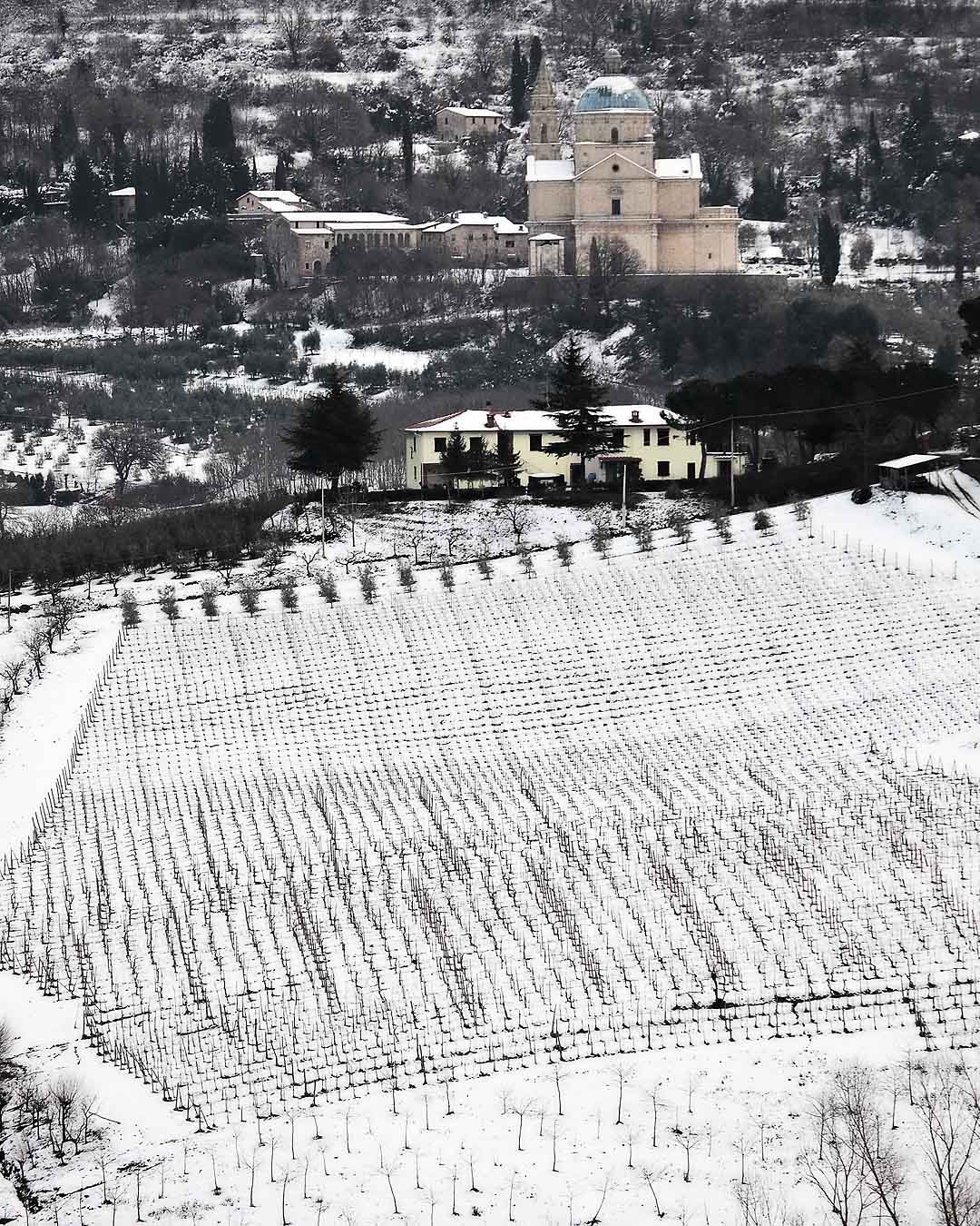 Vineyard below city #3, Montepulciano, Italy, 2008
