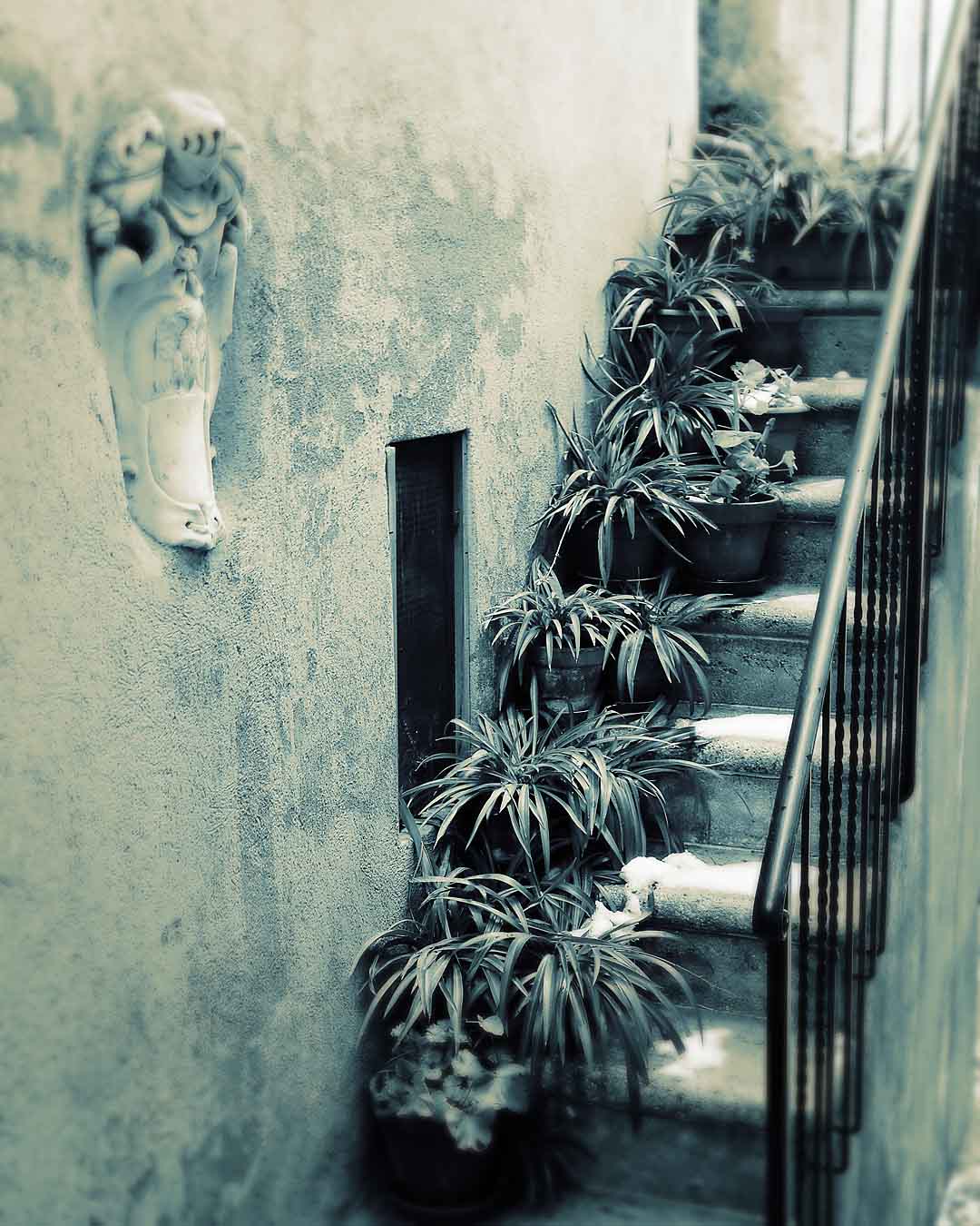 Plants on stairs #1, Montepulciano, Italy, 2008