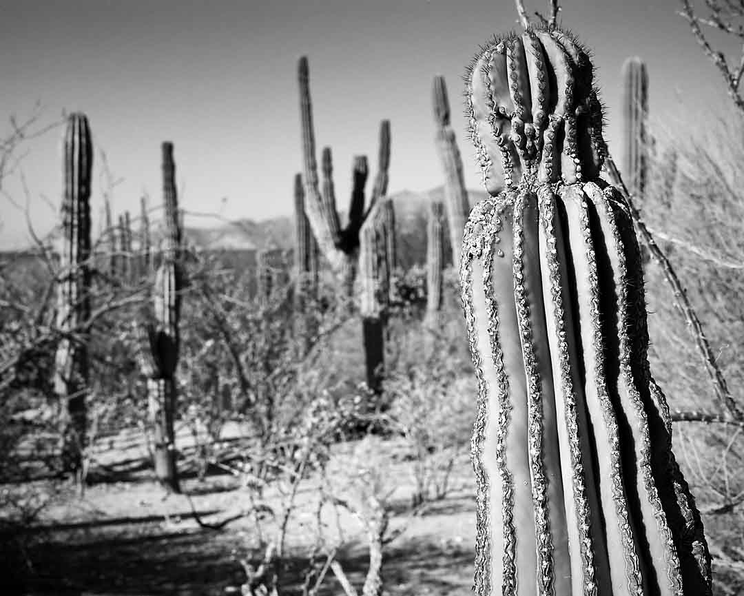 Cardon Cactus Forest #1, Isla San Jose, Mexico, 2008