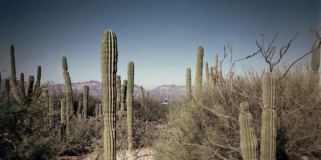 Cardon Cactus Forest #2, Isla San Jose, Mexico, 2008