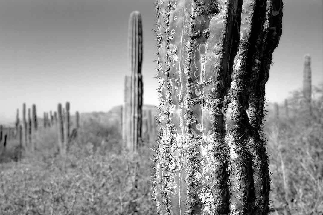 Cardon Cactus Forest #10, Isla San Jose, Mexico, 2008