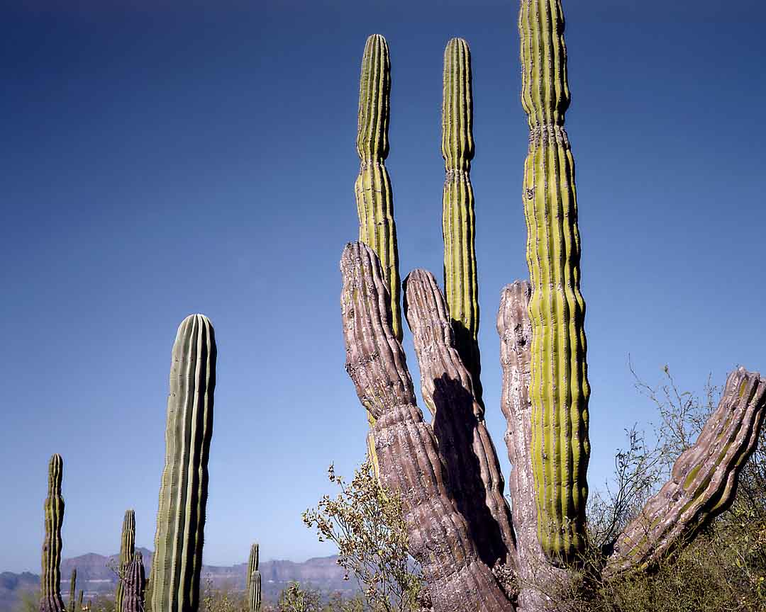 Cardon Cactus Forest #11, Isla San Jose, Mexico, 2008
