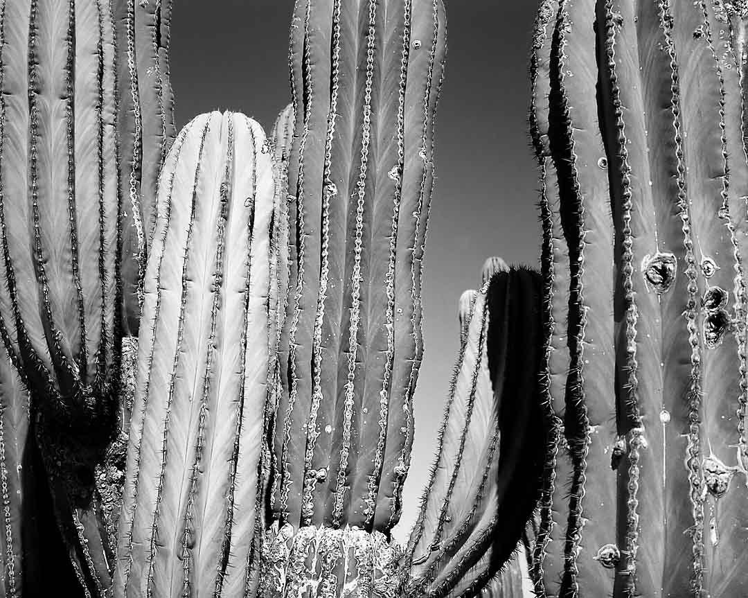 Cardon Cactus Forest #13, Isla San Jose, Mexico, 2008