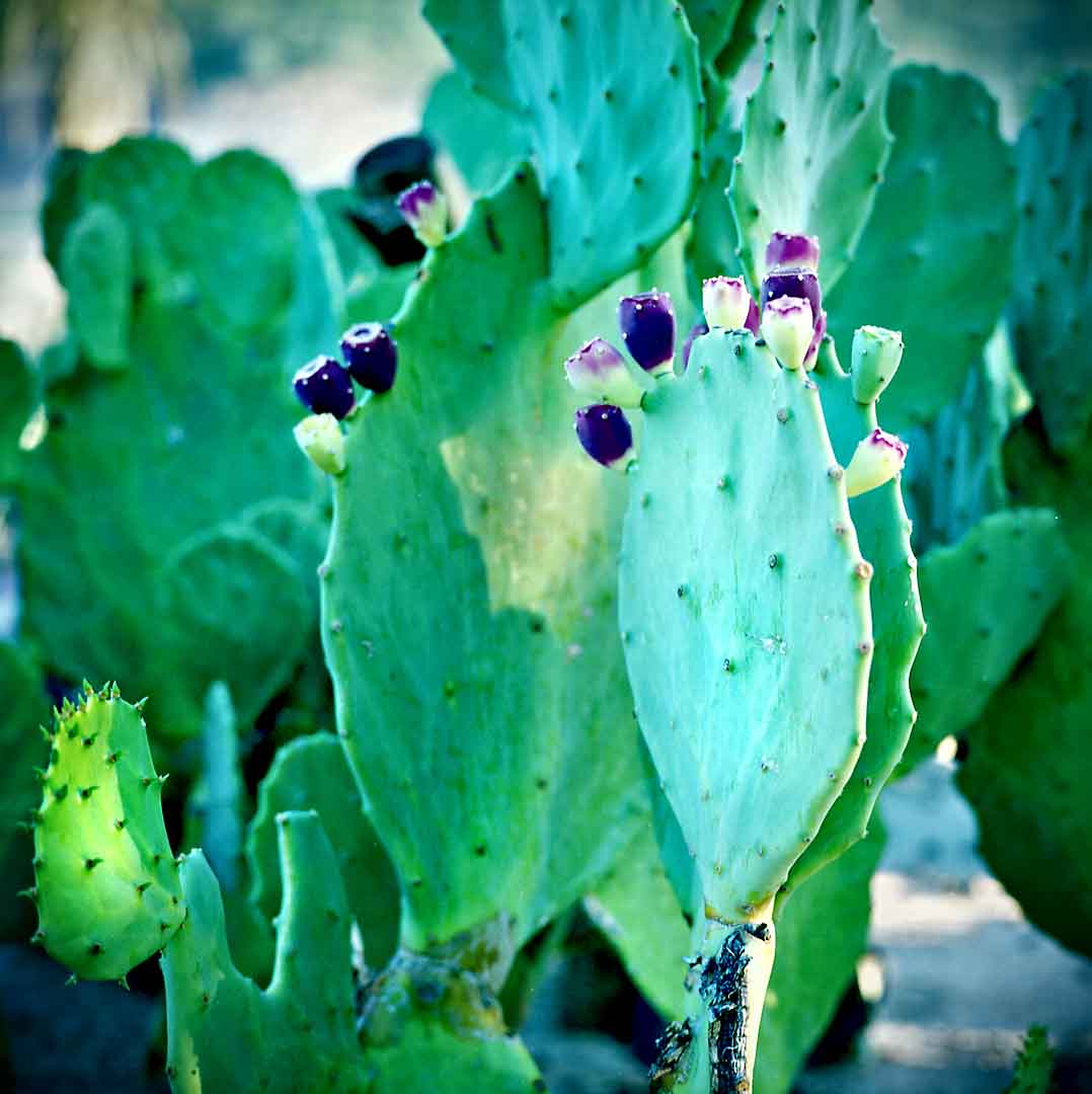 Cactus Garden #5, La Paz, Mexico, 2008