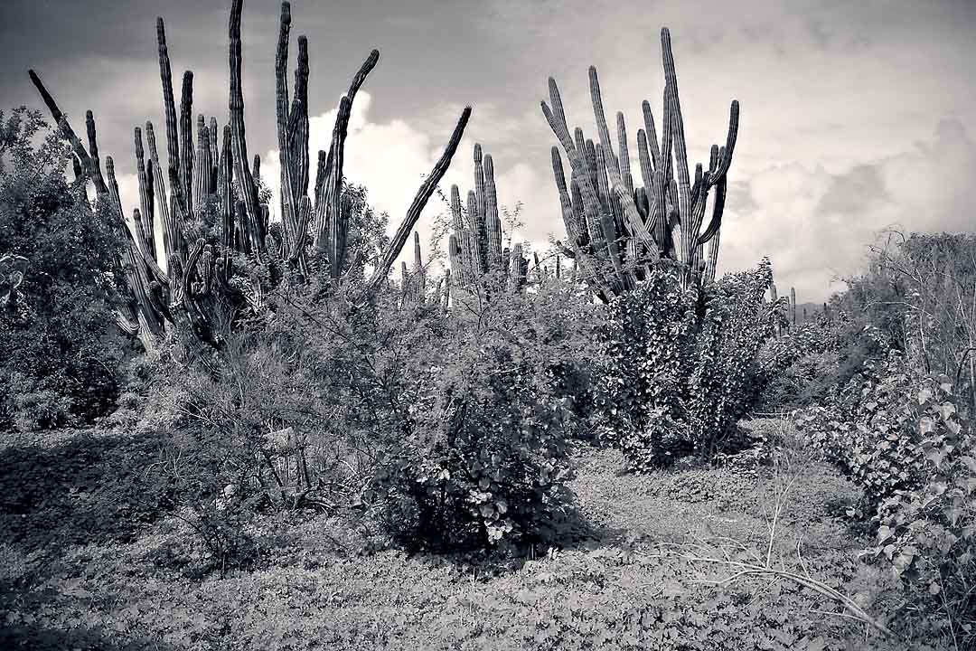 Cactus Forest #2, San Jose del Cabo, Mexico, 2008
