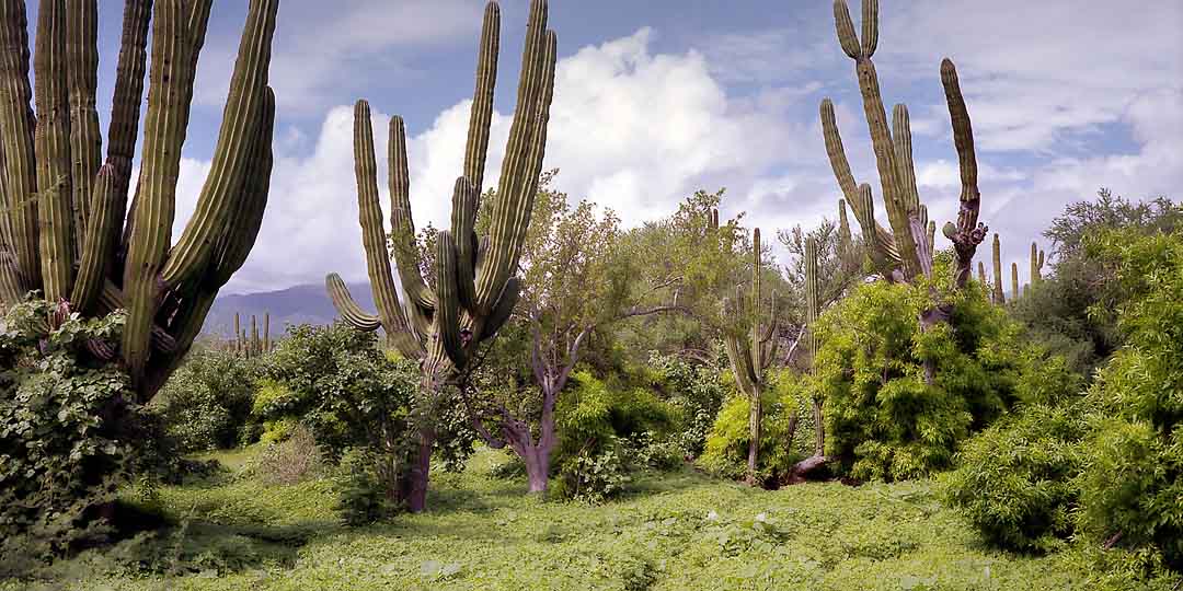 Cactus Forest #3, San Jose del Cabo, Mexico, 2008