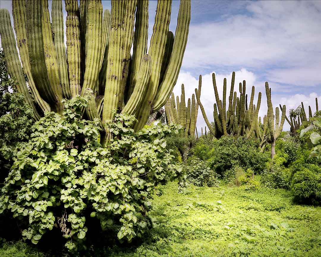Cactus Forest #4, San Jose del Cabo, Mexico, 2008