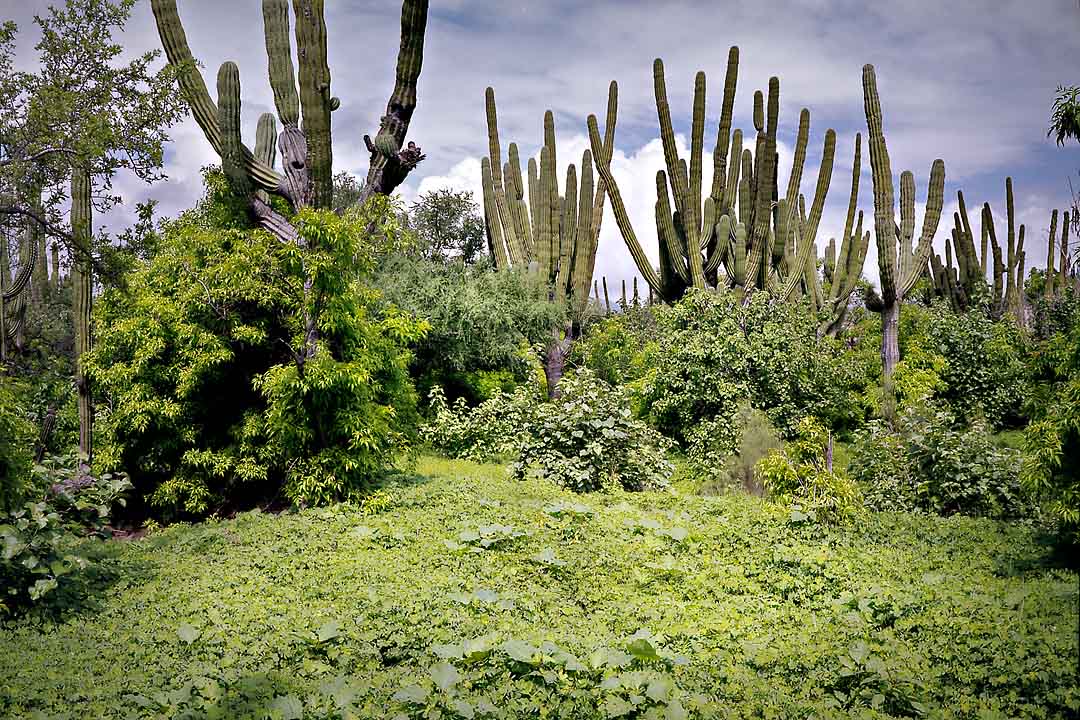 Cactus Forest #5, San Jose del Cabo, Mexico, 2008