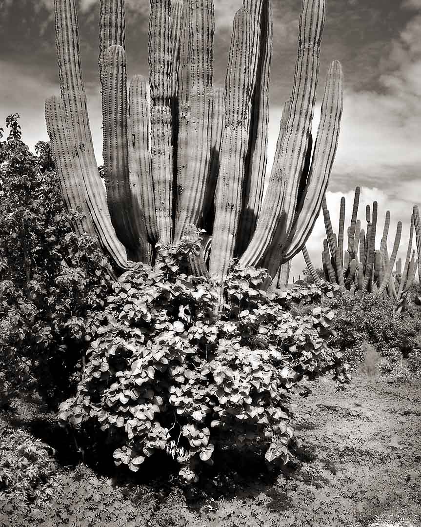 Cactus Forest #6, San Jose del Cabo, Mexico, 2008