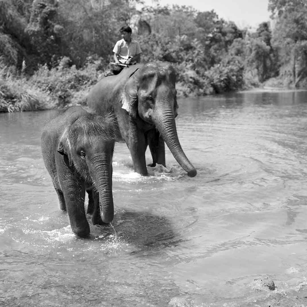 Emerging from River #3, Chiang Mai, Thailand, 2004