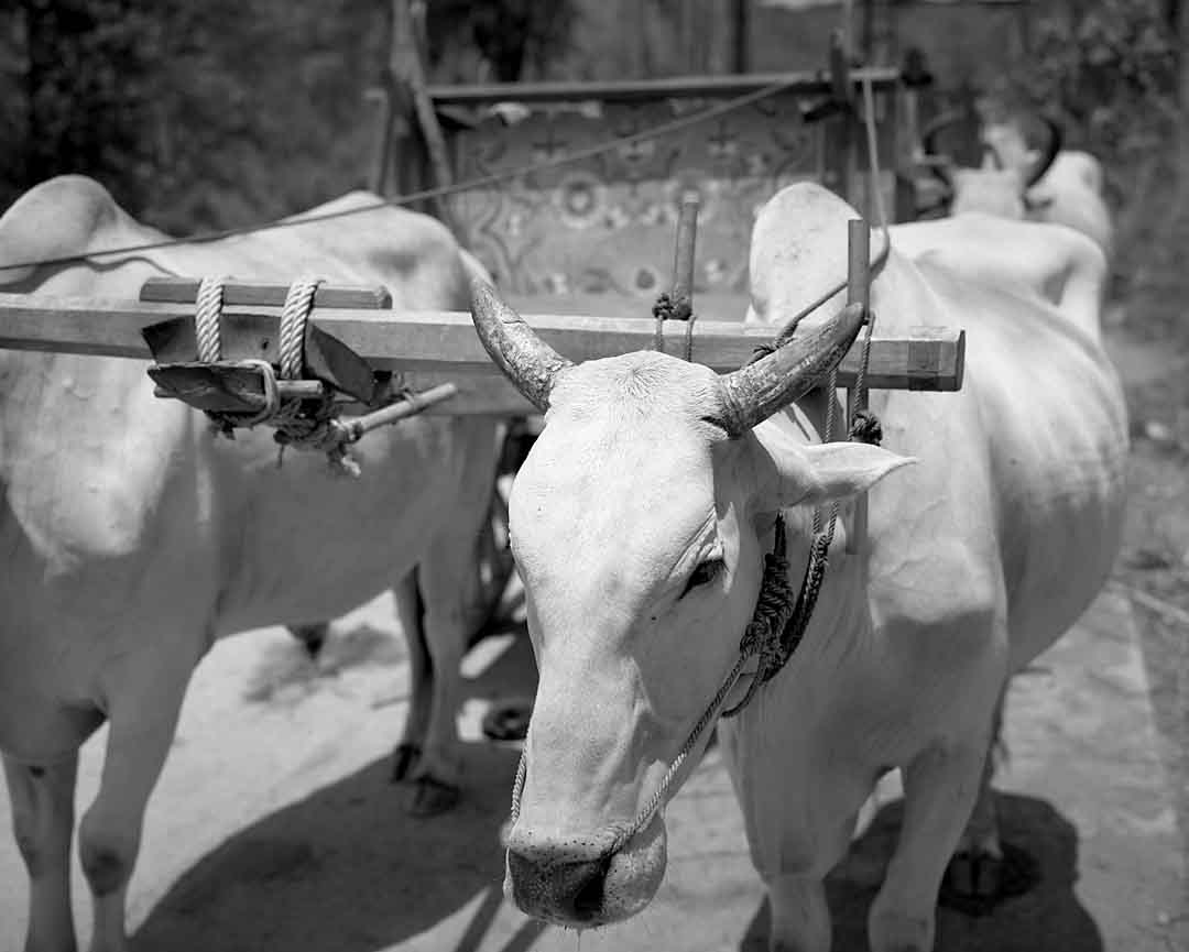 Oxen Cart #6, Chiang Mai, Thailand, 2004