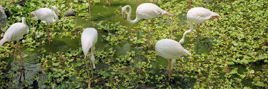 Swan Pond, Chiang Mai, Thailand, 2004