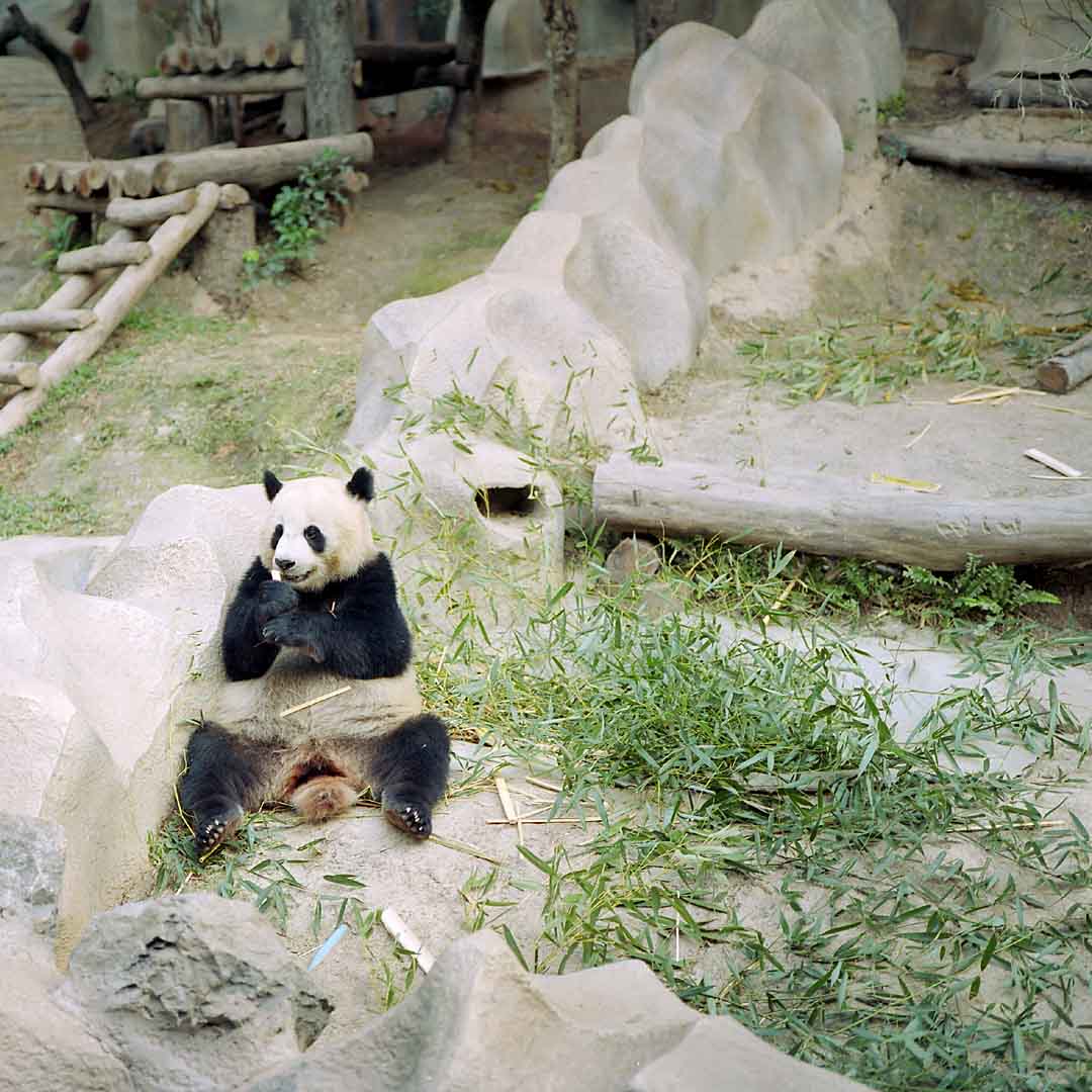 Panda Life #1, Chiang Mai, Thailand, 2004