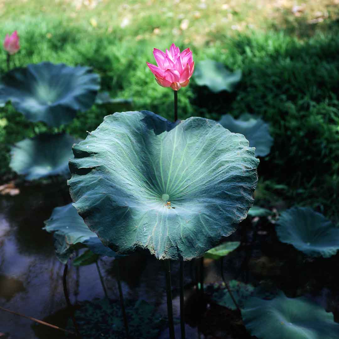 Lotus #18, Sukhothai, Thailand, 2004
