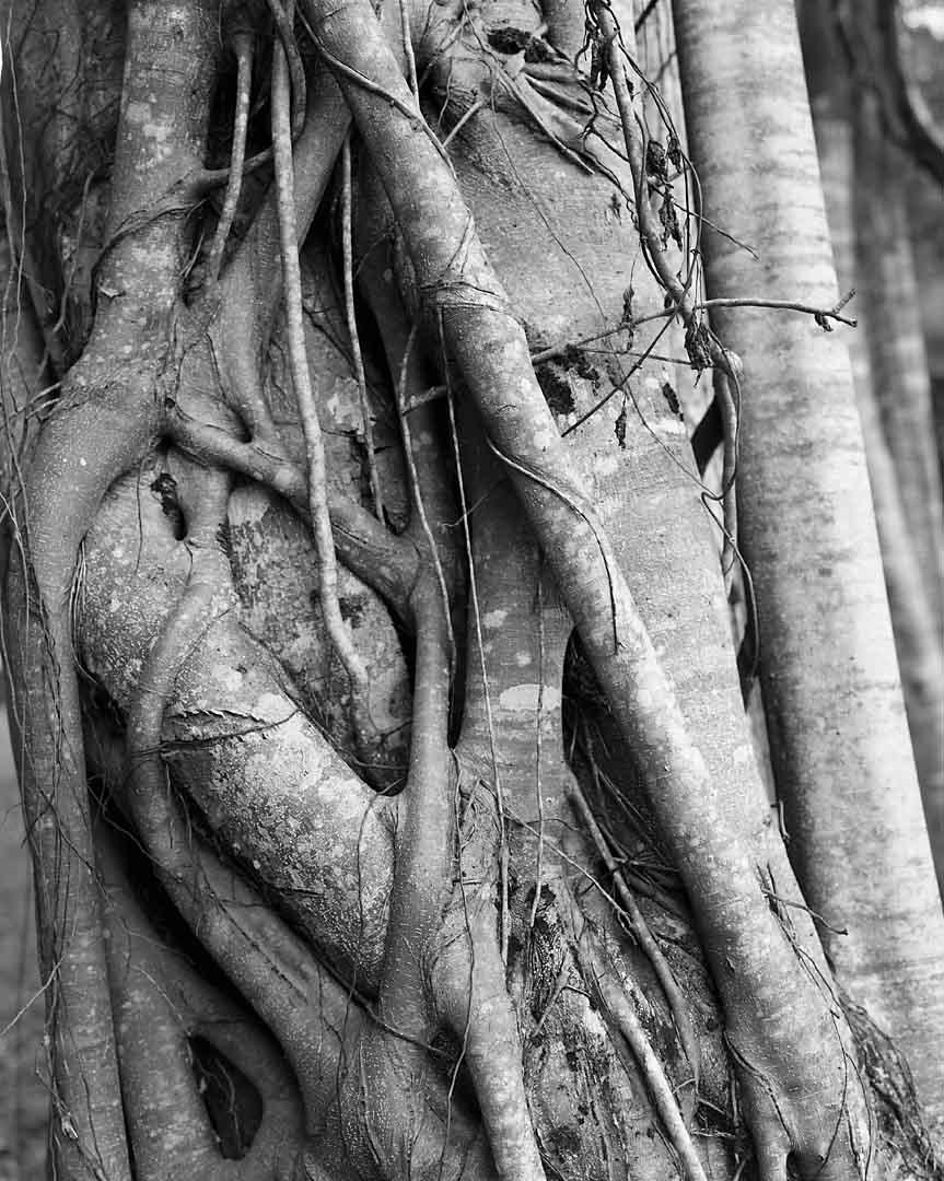 Tree #2, Ao Phang-Nga, Thailand, 2004