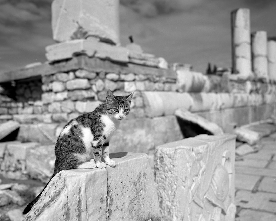 Cat on Marble #1, Ephesus, Turkey, 2006
