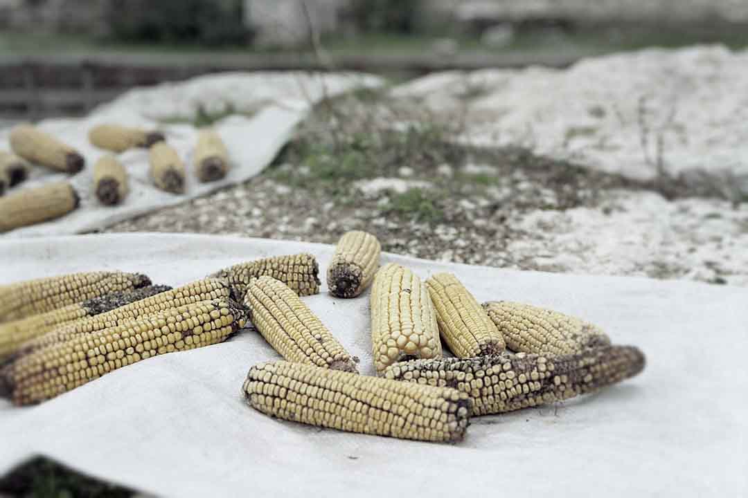 Harvest Corn #1, Cavdarhisar, Turkey, 2006