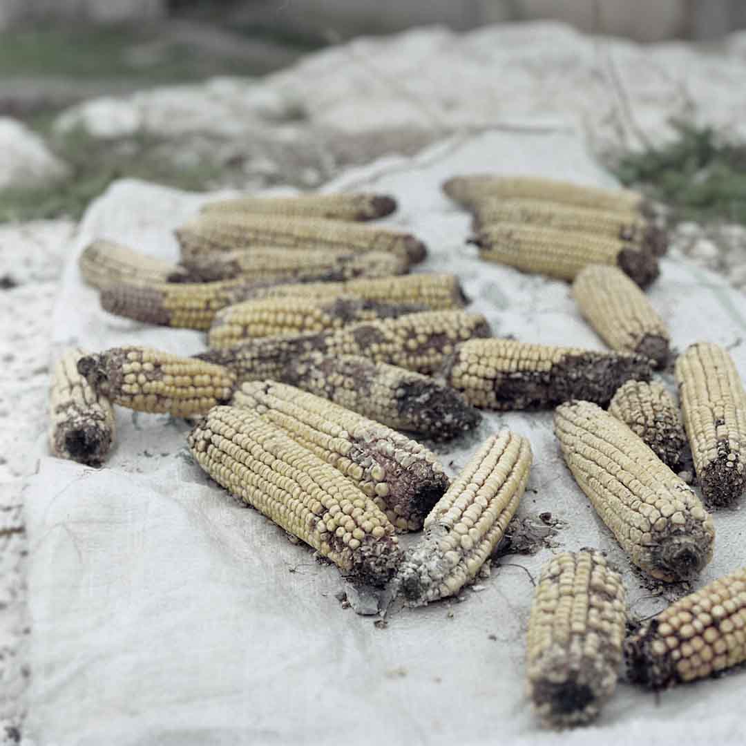 Harvest Corn #2, Cavdarhisar, Turkey, 2006